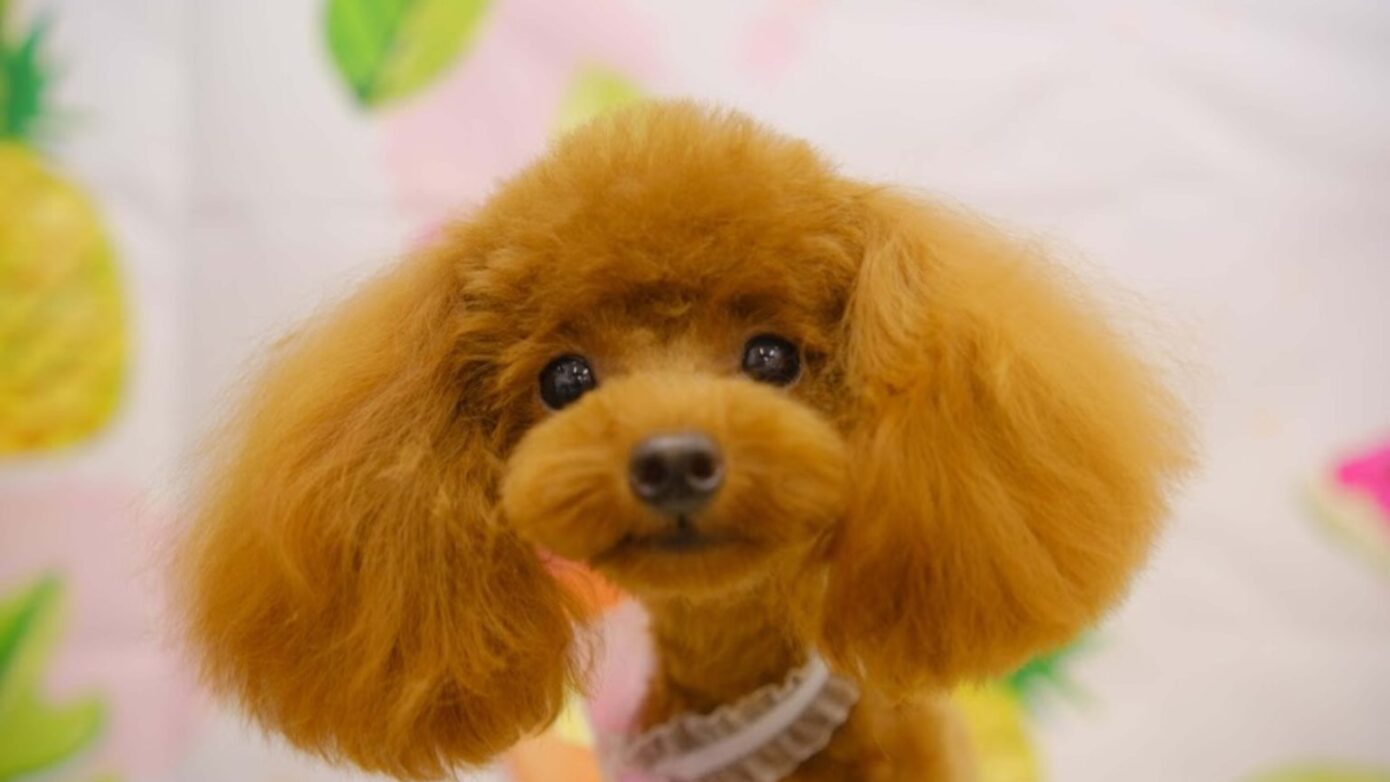 ワンパク 元気いっぱい トイプードルのちゃちゃちゃん ペットサロン Poco A Poco ワンパク 元気いっぱい トイプードルのちゃちゃちゃん ペットサロン Poco A Poco