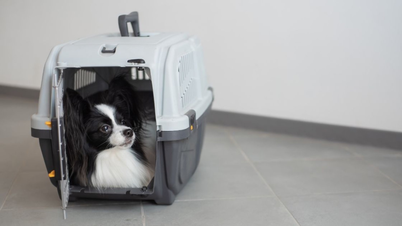 避難時に犬が安心して過ごせるハードクレート